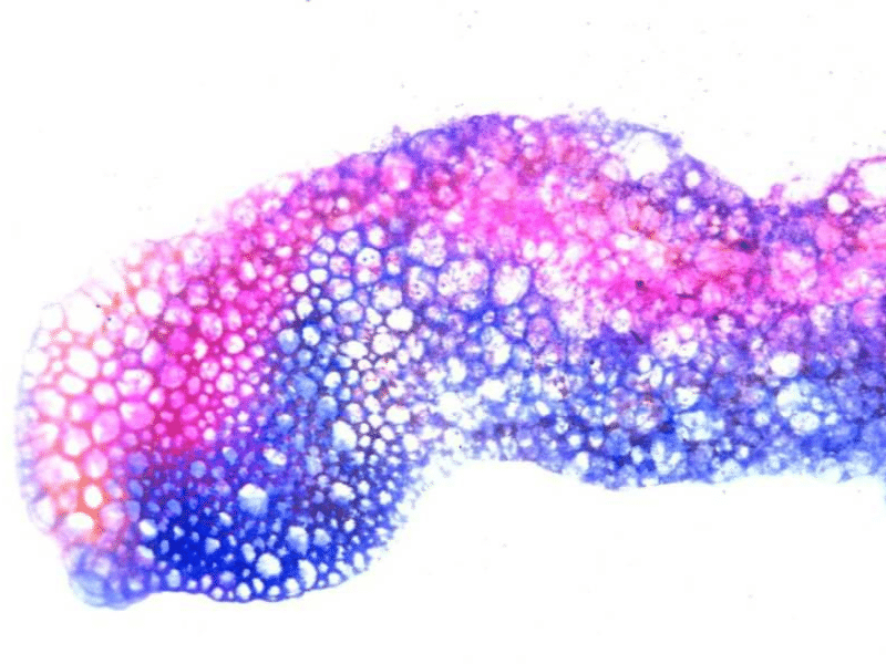 Comment créer des serpents à bulles - img